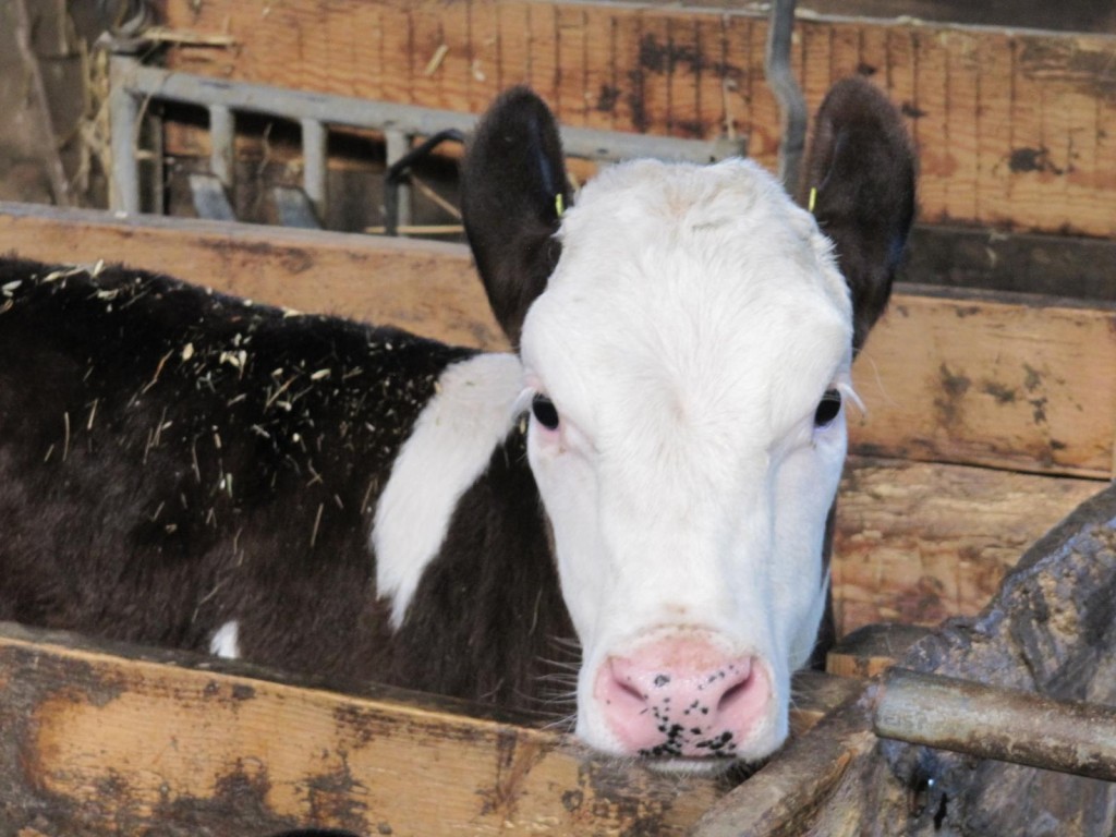 K1600_IMG_1113-1024x768