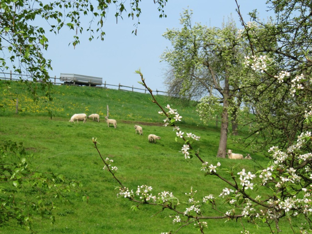 K1600_IMG_1124-1024x768