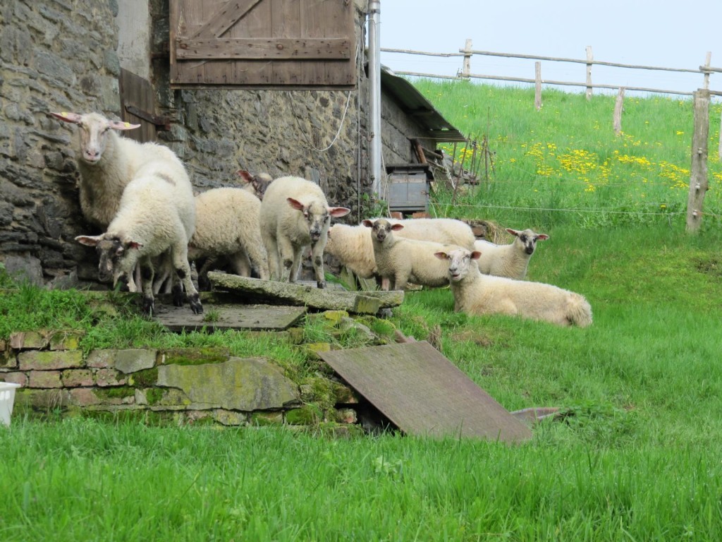 K1600_IMG_1125-1024x768