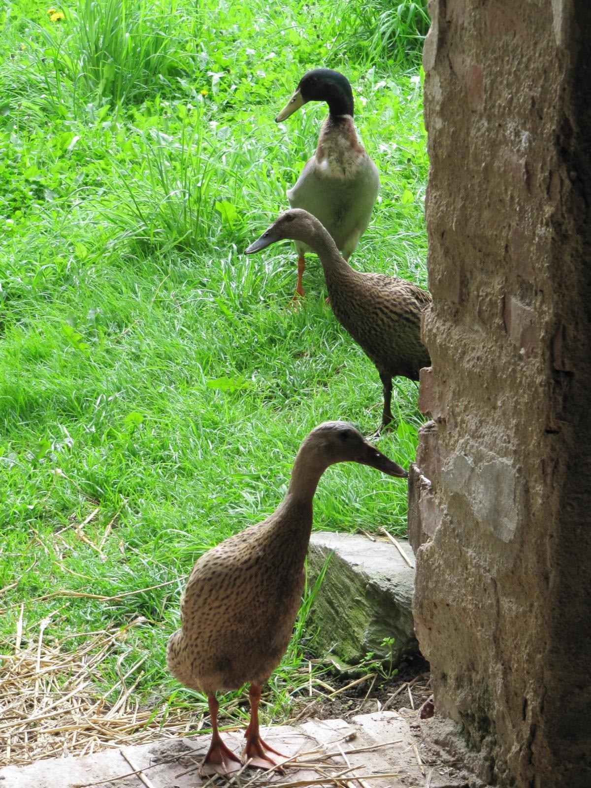 K1600_IMG_1126-e1369986981755