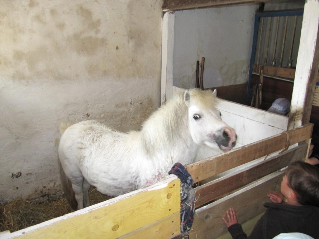 K1600_IMG_1138-1024x768