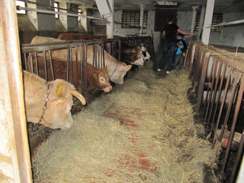 K1600_IMG_1150-1024x768