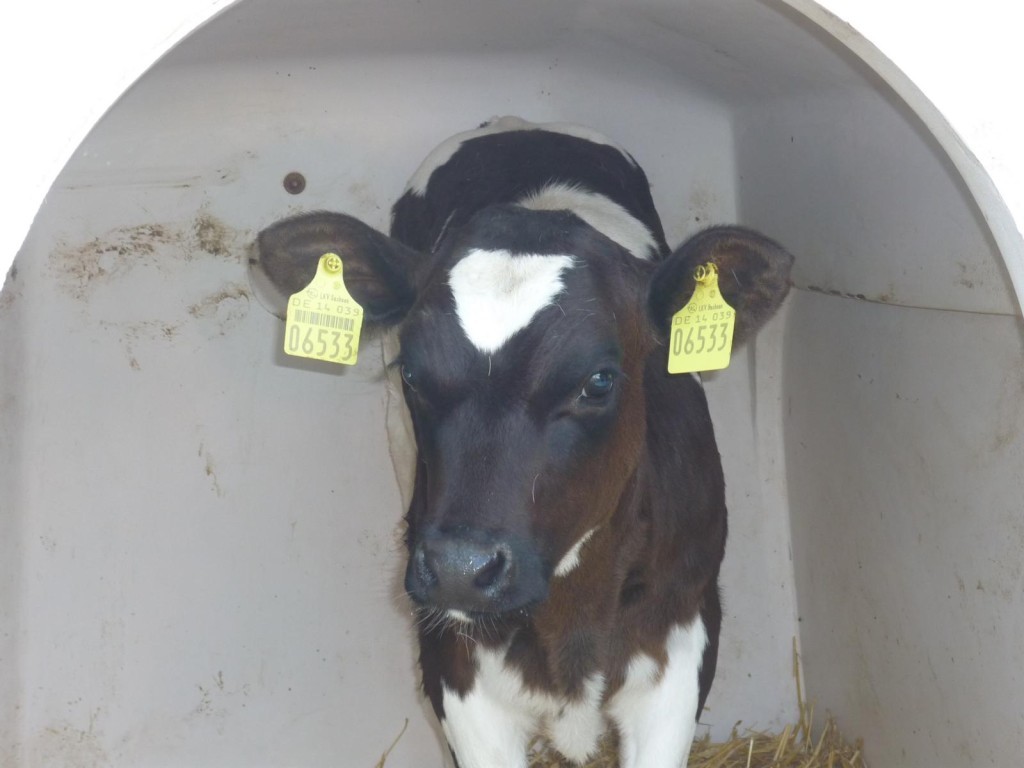 K1600_P1010176-1024x768