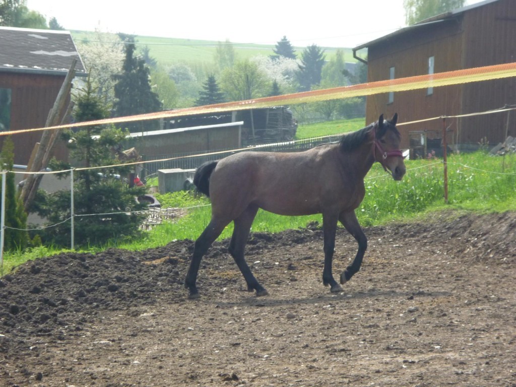 K1600_P1010205-1024x768